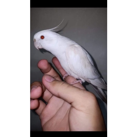 BURUNG FALK ALBINO DEWASA SATUAN JANTAN ATAU BETINA READY