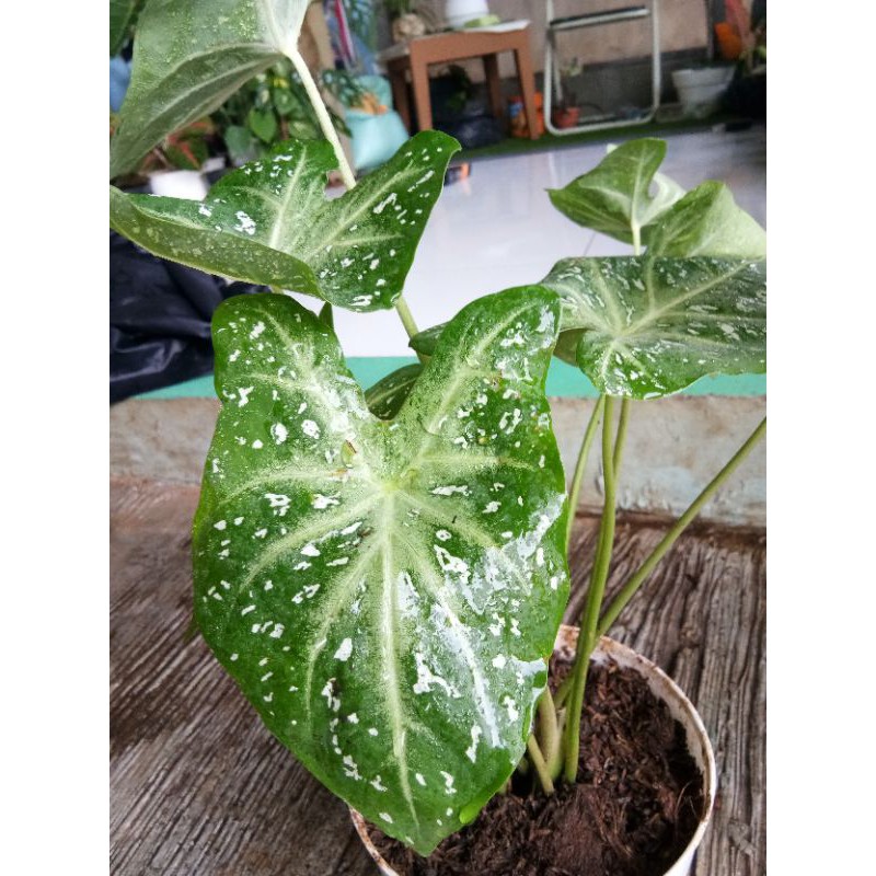 Keladi white star / keladi hias / caladium