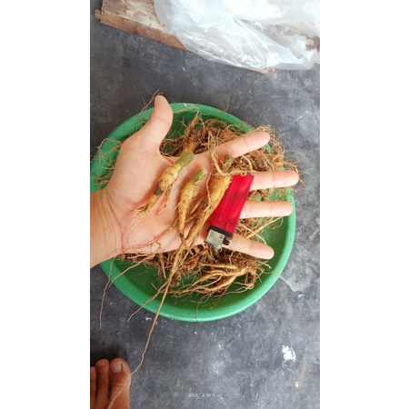 ginseng jawa 1kg-3kg