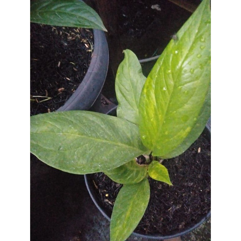 anthurium cobra catalog varigata