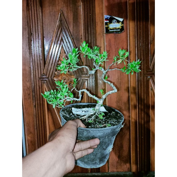 bonsai mame santigi