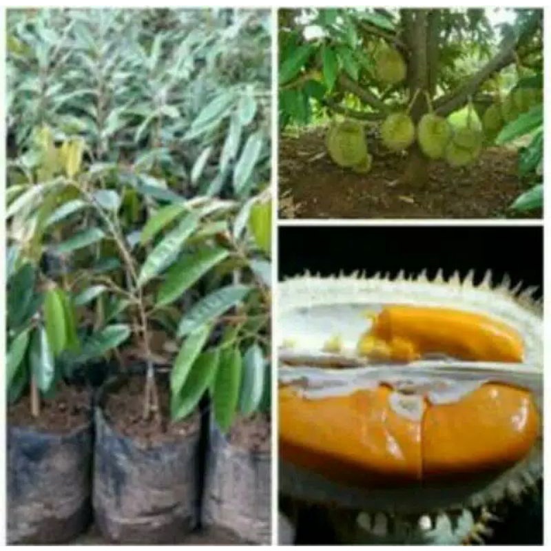 Bibit buah Durian MUSANG KING