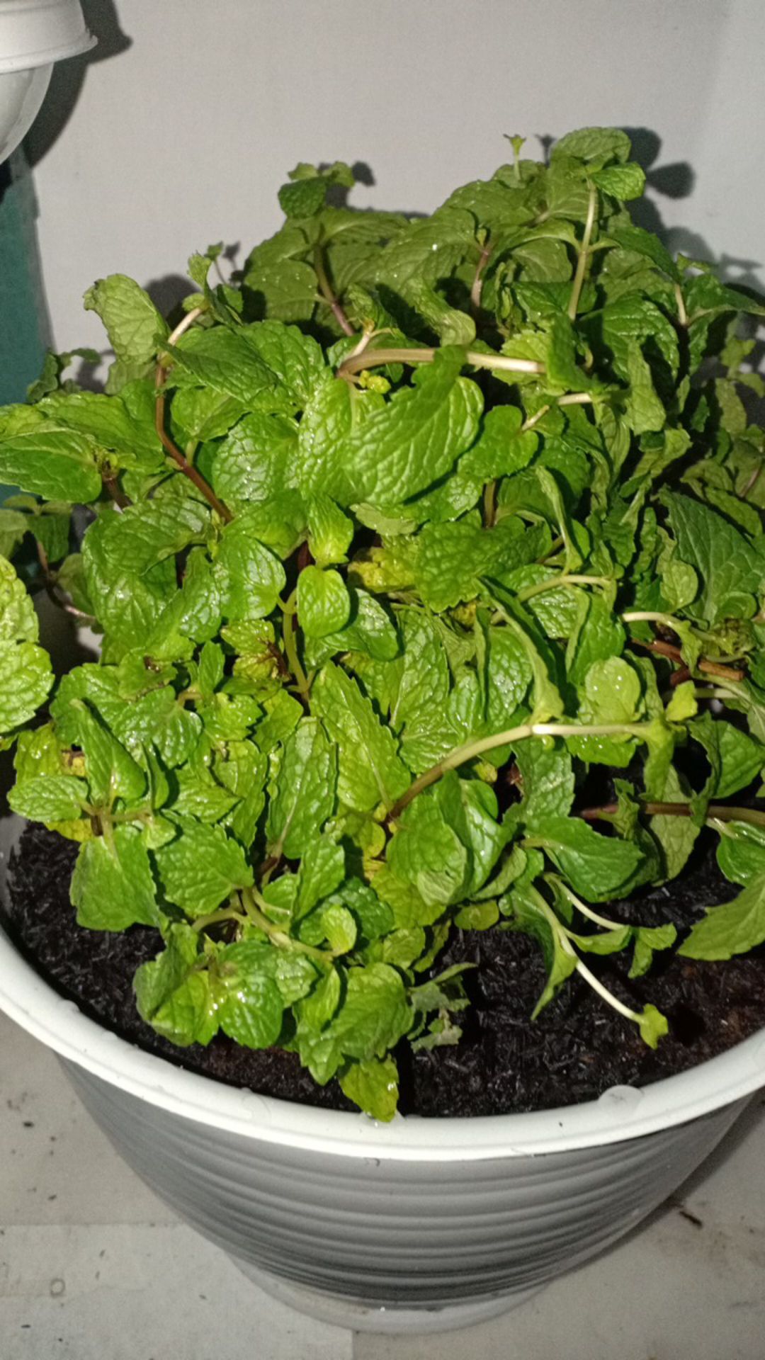 Daun Mint Spearmint Promo Beli 5 Gratis 1