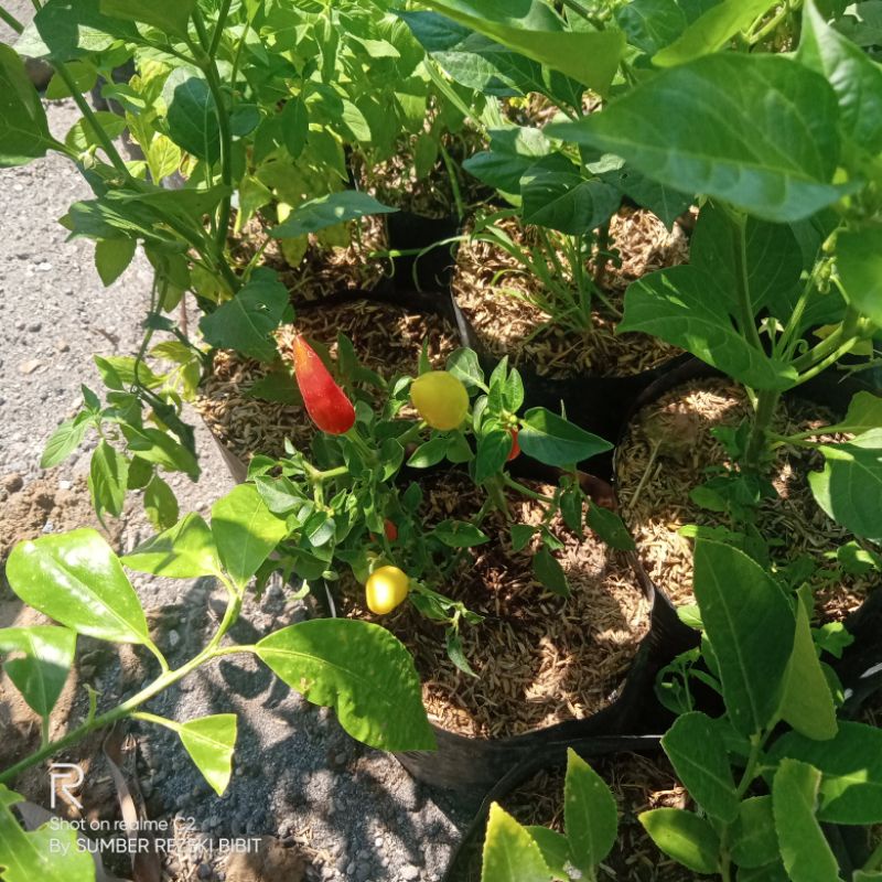 bibit cabe rawit ORI 212