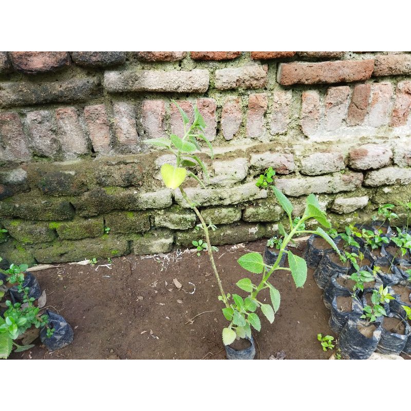 Bibit jinten jintan hitam herbal murah meriah dan bermanfaat