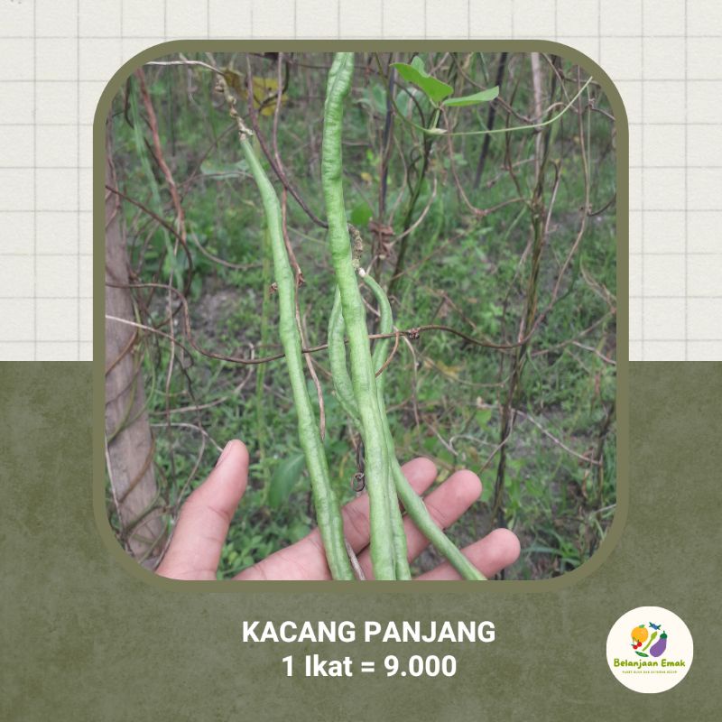

KACANG PANJANG || 100% BEBAS PESTISIDA