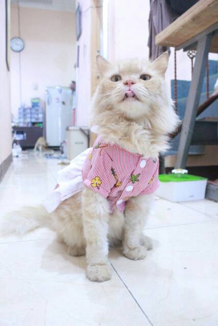 Dress strip bunga buah lucu untuk kucing dan anjing size S M L XL