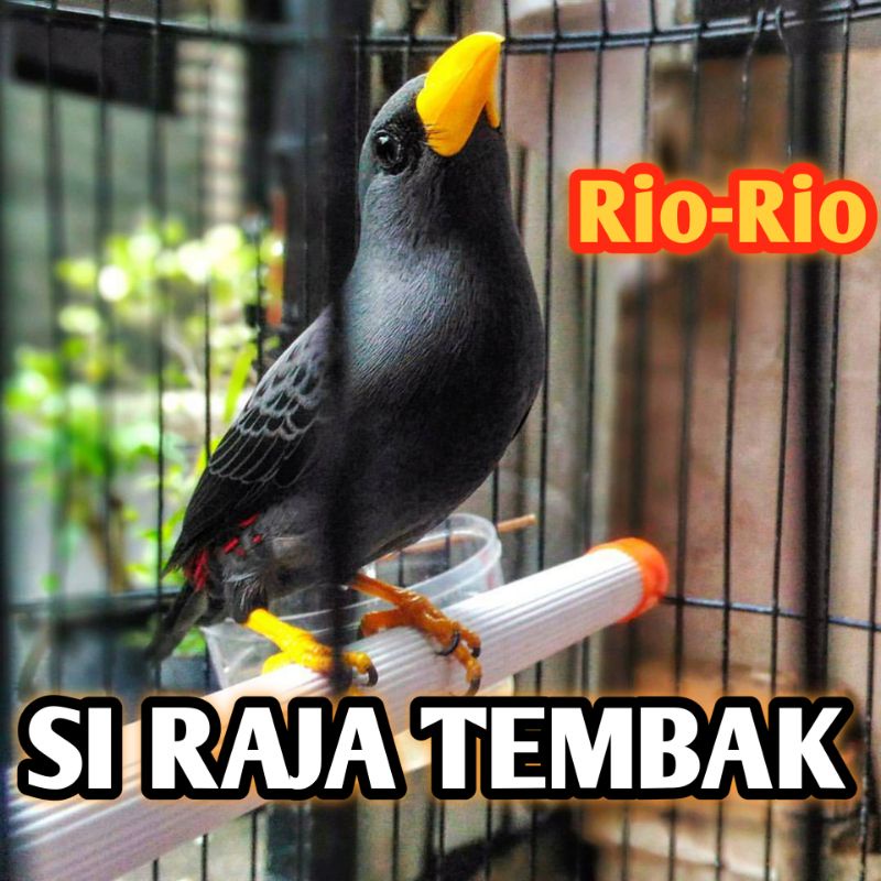 Burung Jalak Rio Rio bunyi bahan rawatan bukan jalak kebo
