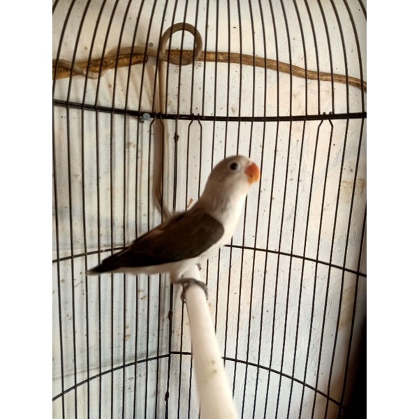 Burung Lovebird/LB/lakbet jenis euwing blue/vio mandiri/dewasa