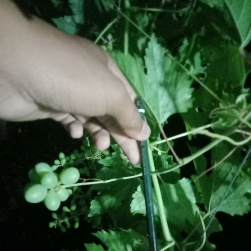 paket 50 matun entres anggur import trans / transfiguration