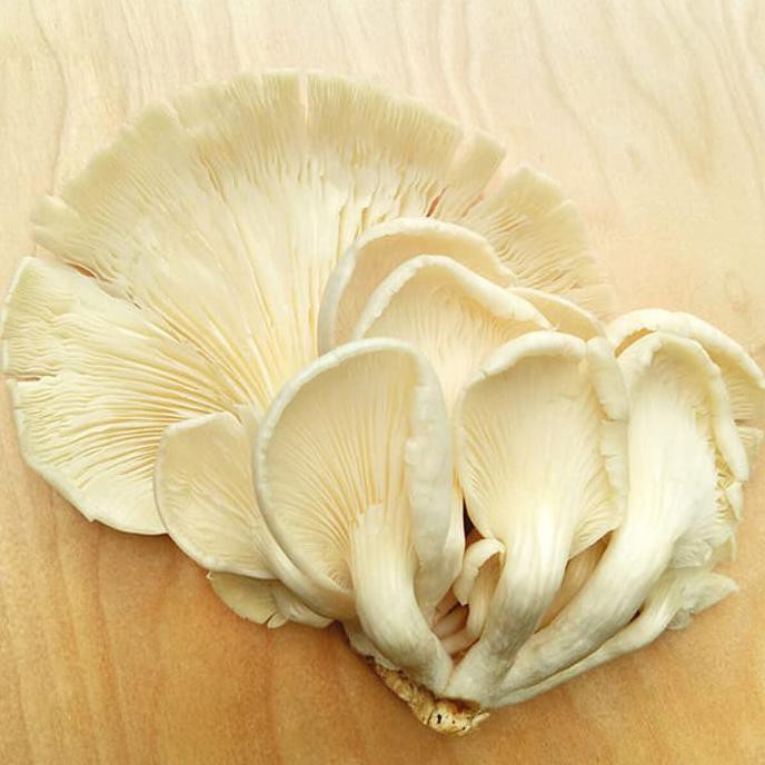

TERLARIS! Jamur Tiram / Oyster Mushroom (300gr)