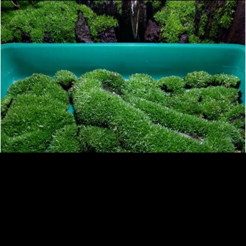 paludarium,/mos darat,/lumut mutiara