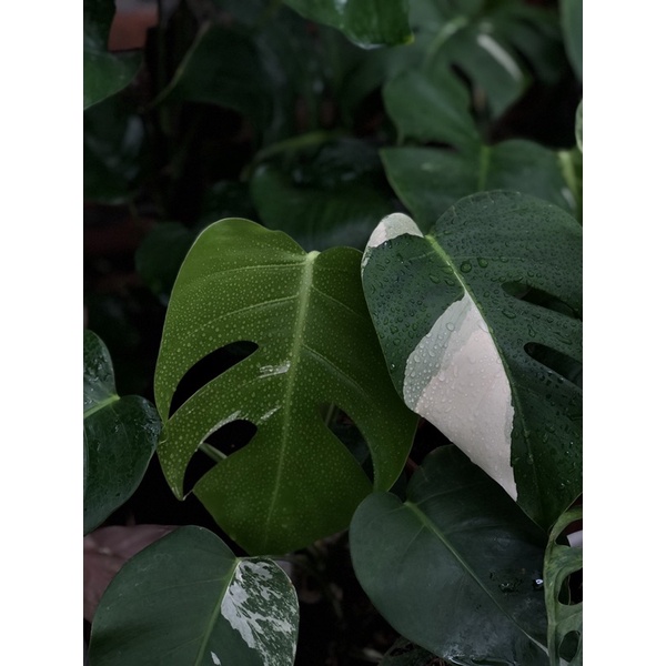 monstera variegata ekonomis