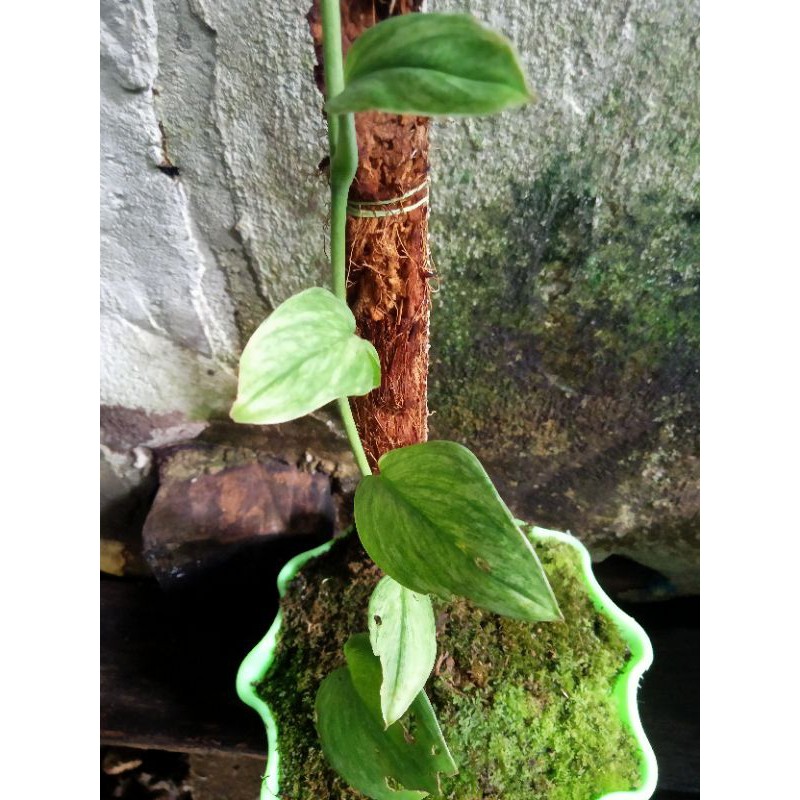 scindapsus variegata