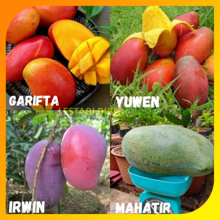 Satu paket (isi 4) bibit mangga super (irwin garifta mahatir yuwen)