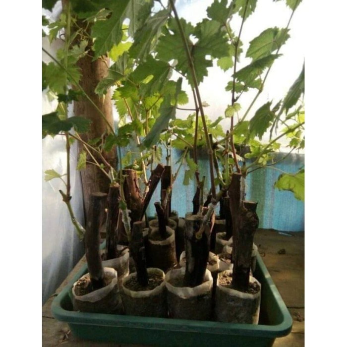 Bibit anggur import souvenir Grafting Siap Berbuah