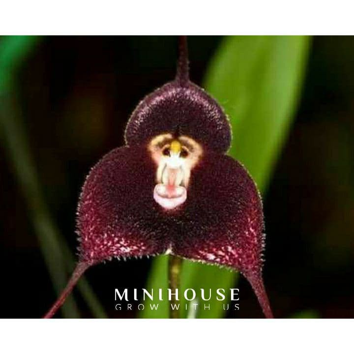 biji bibit benih anggrek monyet lucu import