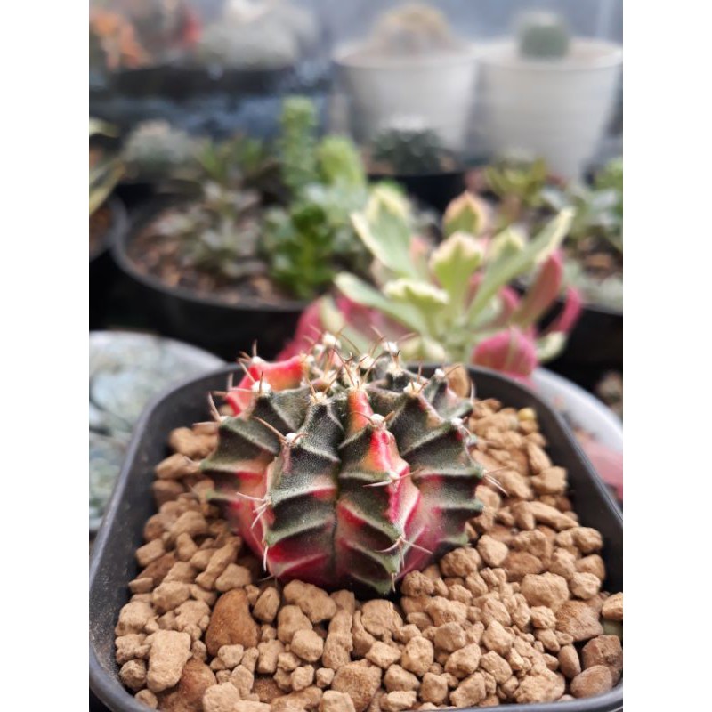 kaktus_mihanovichii_starfire