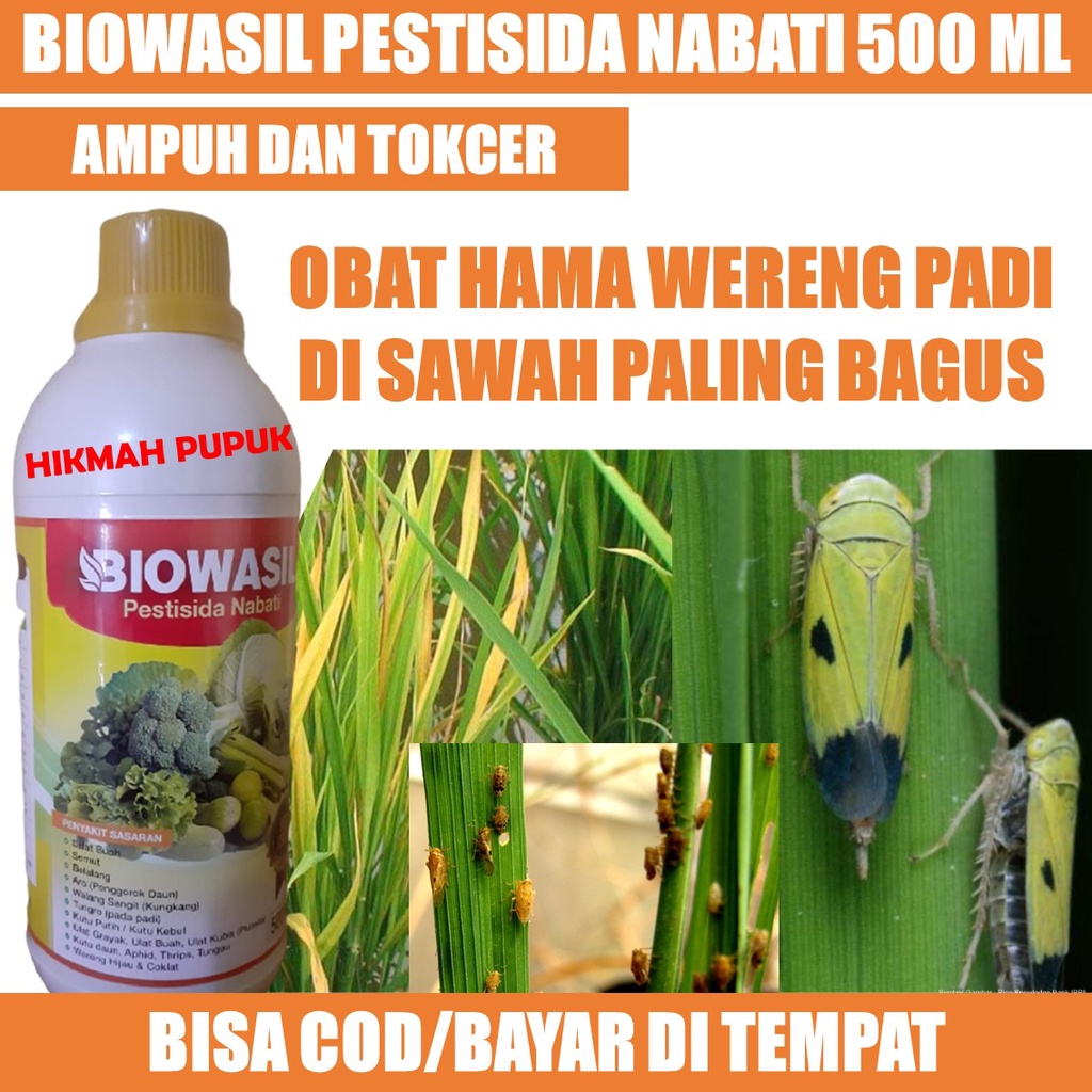 OBAT PEMBASMI Hama Wereng BIOWASIL isi 500 ML - Obat Hama Wereng Padi Di Sawah Paling Ampuh Alami, O
