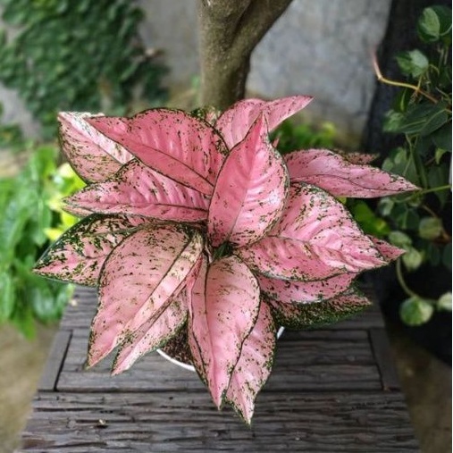 AGLAONEMA / AGLONEMA RUBY SUPER PINK MURMER