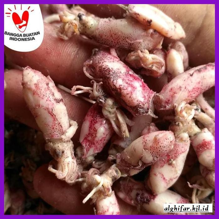 

Makanan-Kering- Cumi Baby 1/2 Kg -Aneka.