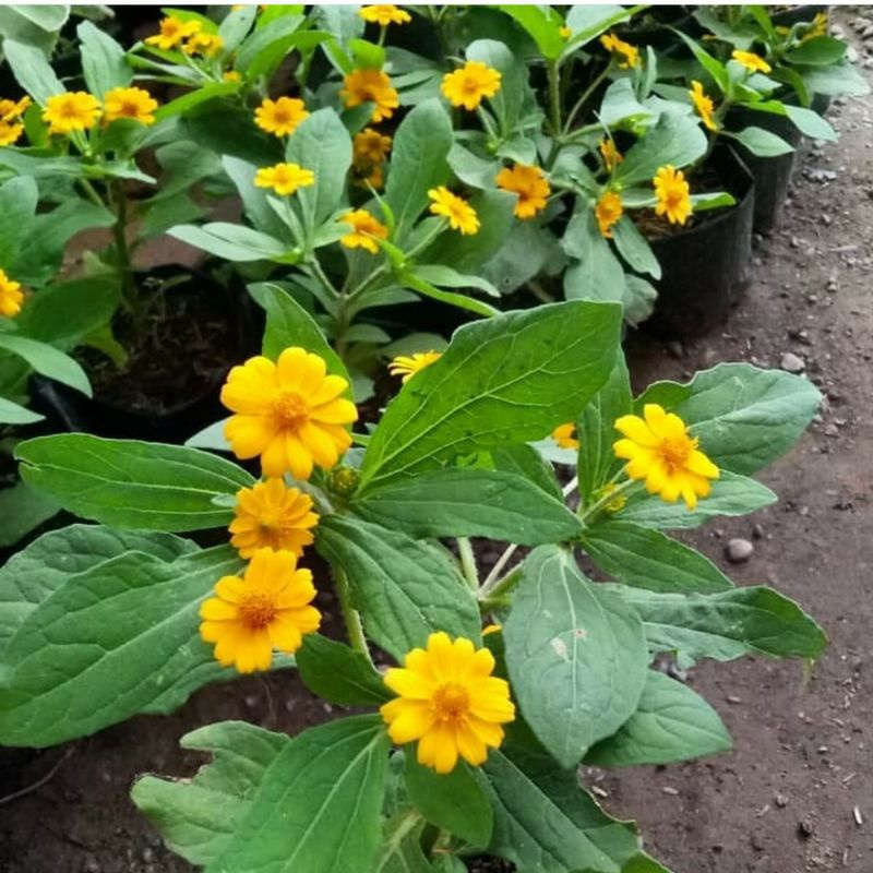 Bunga seribu bintang / Tanaman Hias Matahari Mini - butter daisy - BAKUL KEMBANG