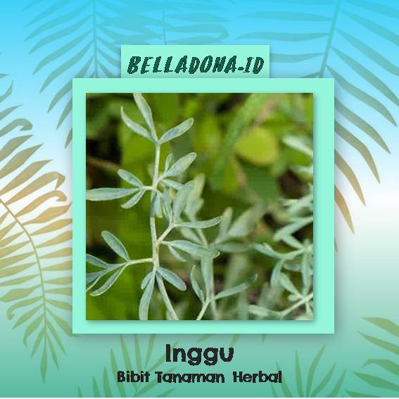 Bibit Tanaman Herbal Inggu
