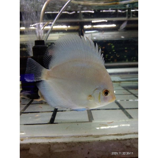 ikan discus blue diamond aquascape