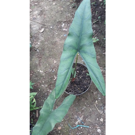alocasia wongi dan alocasia yukatan