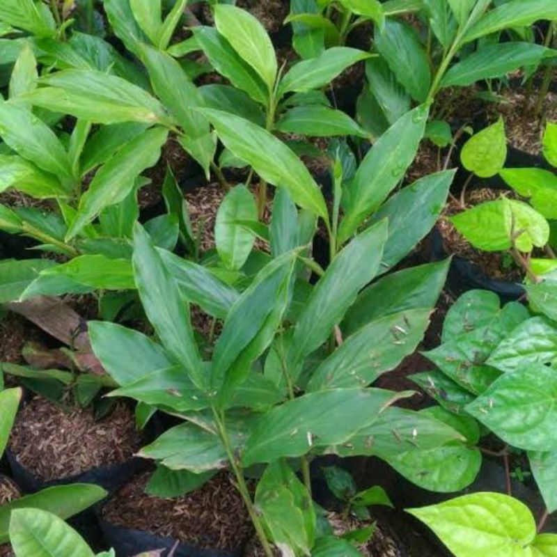 tanaman honje /kecombrang hijau