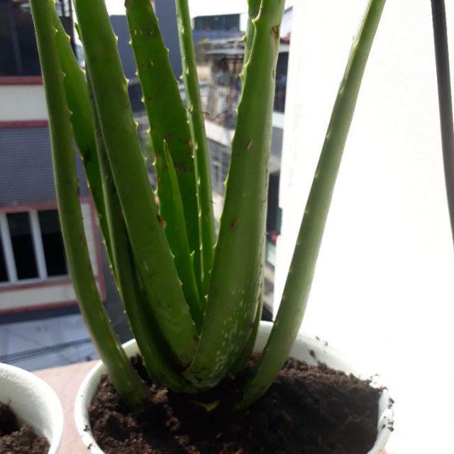 Bibit tanaman lidah buaya jumbo/pohon lidah buaya jumbo ...