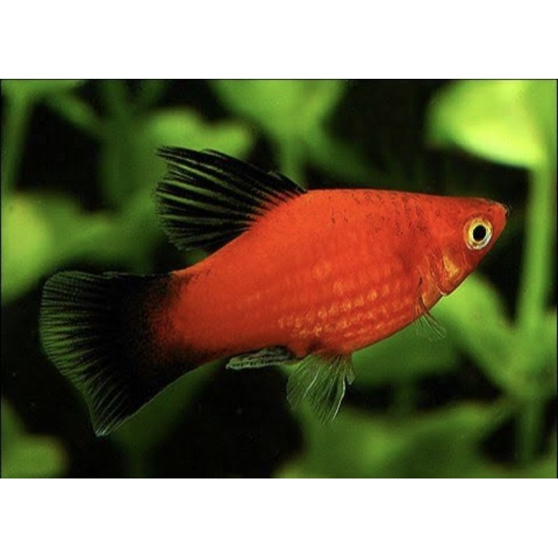 IKAN HIAS MELATI RED PLATY