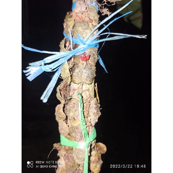 terbaru Hoya sp / hoya pentol kura-kura unik langka