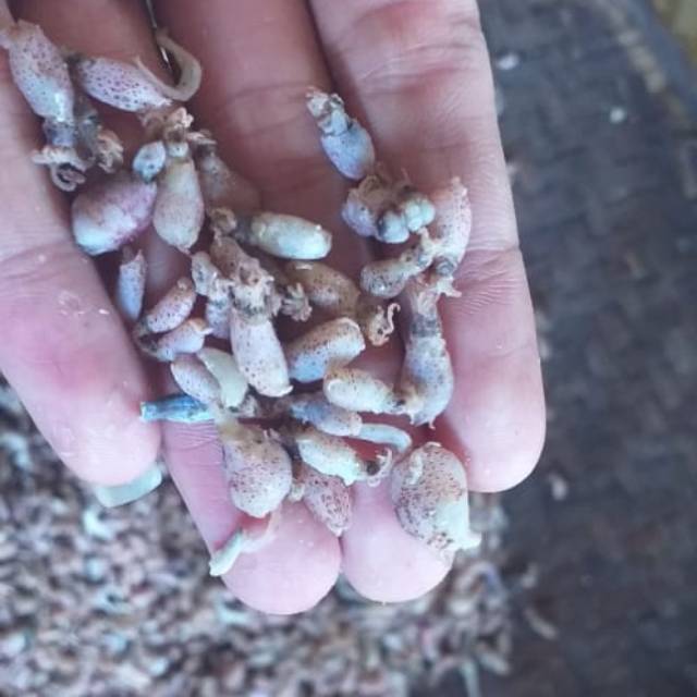 

Baby cumi ukuran 0,5-5cm/500 gram