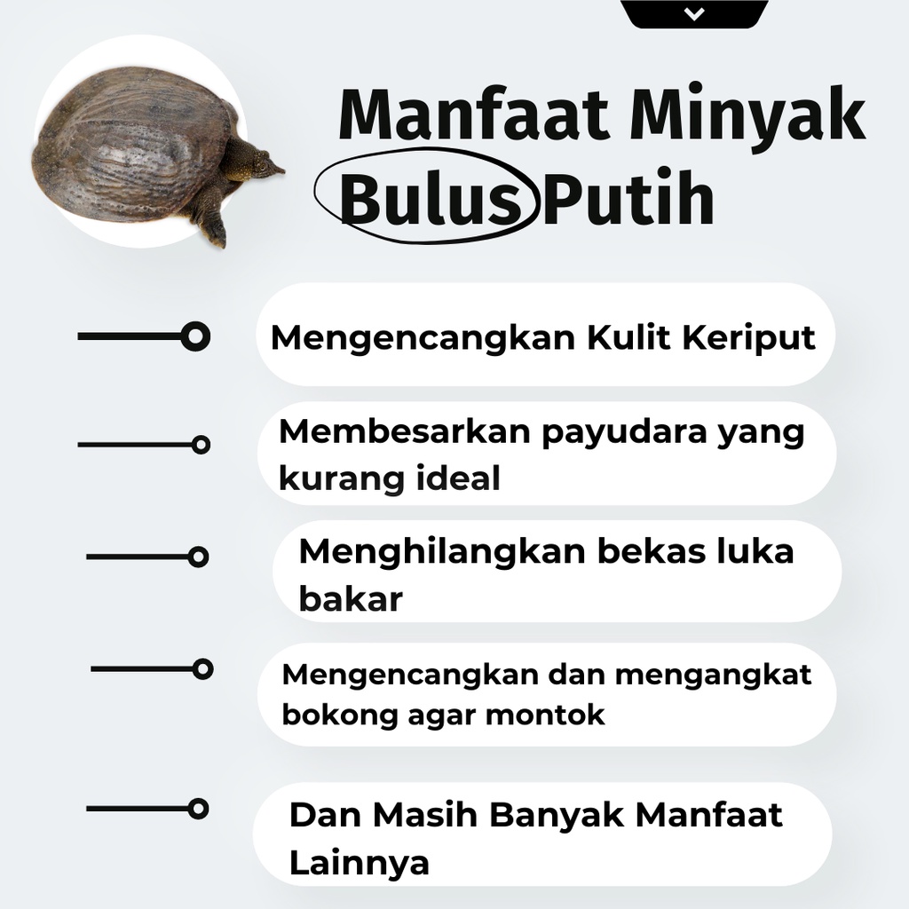 Masker Pengencang Payudara Yg Kendur Bpom Minyak Bulus Putih Pembesar Bokong Wanita Permanen Paling Ampuh 15 Ml Original