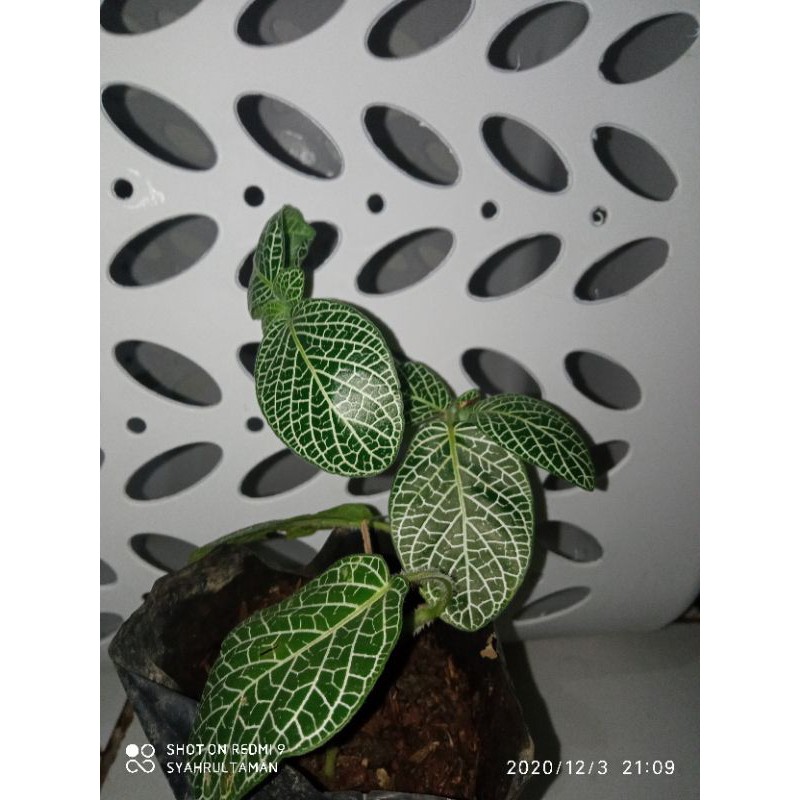 Tanaman hias gantung beludru episcia mutiara - beludru episcia