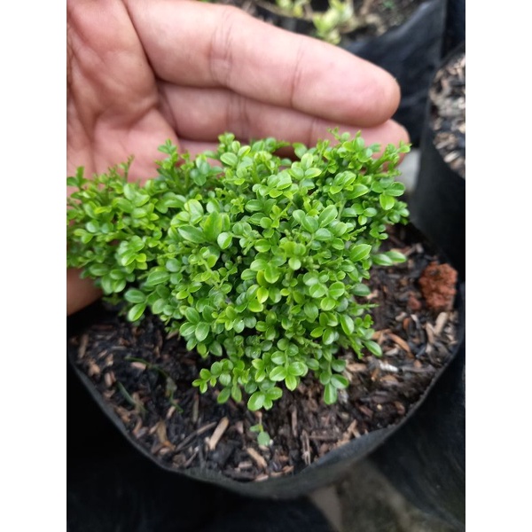 kemuning super mikro Thailand size B