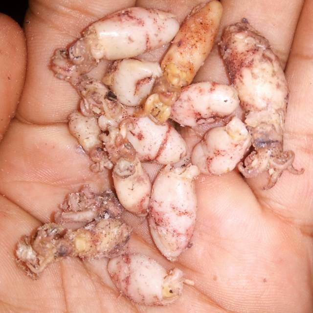 

Cumi asin ukuran 0.5-1 cm isi 250 Gram