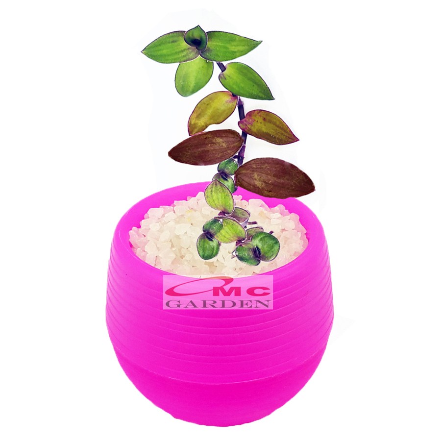 Tanaman Hias Sukulen Sekulen Mini Succulent Kaktus Pot Bola 031-035