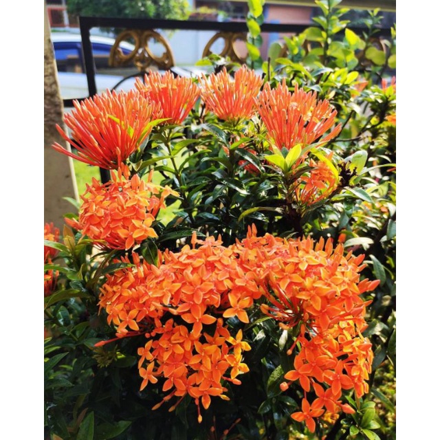 Bunga Asoka orange