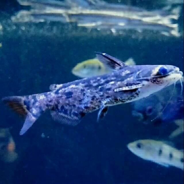 

IKAN HIAS COLUMBIAN CAT FISH MURAH