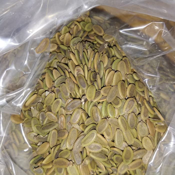 Biji sengon laut