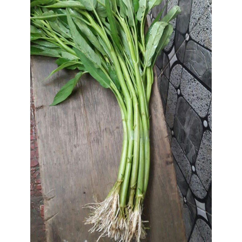 

kangkungorganic