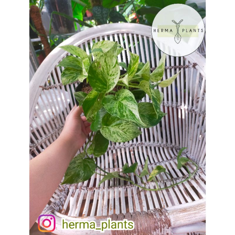 Sirih Gading Varigata - Epipremnum Aureum Marble Queen