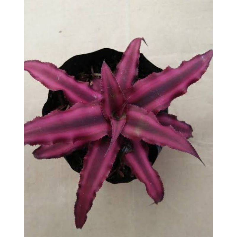 Tanaman kriptantus cryptanthus Merah - pink - BAKUL KEMBANG