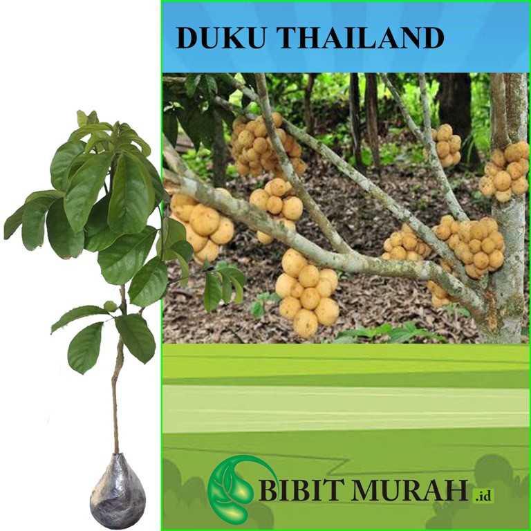 Tanaman Duku Thailand (40 - 60cm)