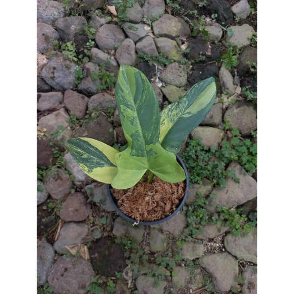 Philodendron Bipennifolium Variegata - Violin Variegata