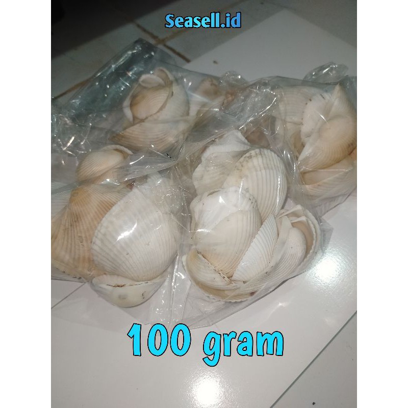 

kulit kerang dara jumbo