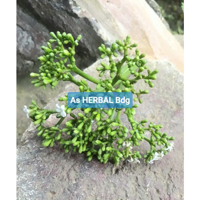 

Bunga pepaya jepang khusus bunga nya per 10 tangkai-az