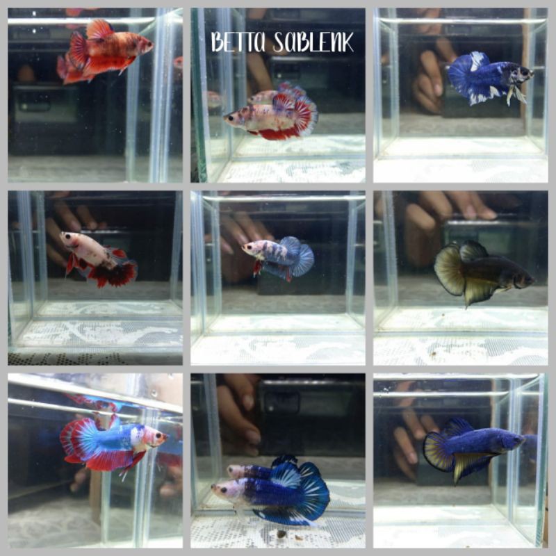 Pesanan Candra Irawan